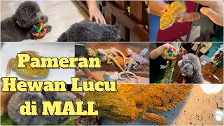 Pameran hewan lucu di MALL JCM #hewanlucu #hewanpeliharaan #hewanunik