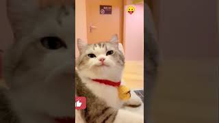 Cute cats #cat #catvideo #cutecat #funnycats #funny #cat shorts #catlover #cutekittenshorts 😛😂😁