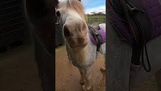 They all want my chocolate teacake! #shorts #snacks