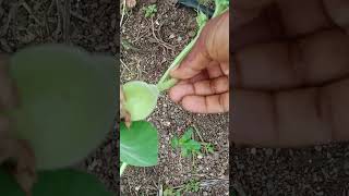 New technique for Lauki groving #plants #agriculture #farming #kisani #kisana