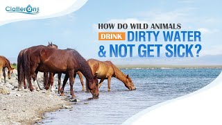 How Do Wild Animals Drink Dirty Water & Not Get Sick? - Clatterans