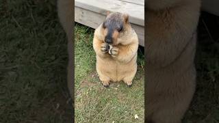 Chubby Himalayan Marmot Enjoying Delicious Bread: Cutest Snack Time Ever!#cutemarmot #marmot #cute