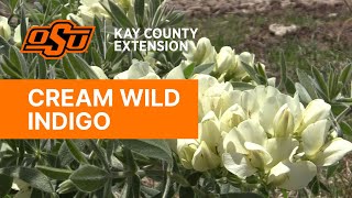 Cream Wild Indigo - Kay County OSU Extension Field Reports