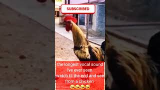 Funny Chicken has a long vocal sound #youtubeshorts #shorts #funny #animals.