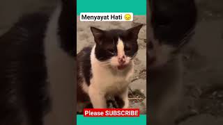 Menyayat HATI !!! Kasihan Kucing Malang ini #shortscat