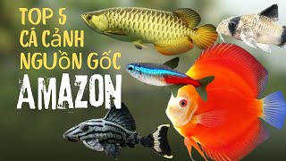 Top 5 loài cá cảnh có nguồn gốc từ sông Amazon nổi tiếng thế giới