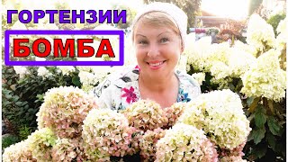 Лучшие гортензии в моем саду. Конец лета- обработка и подкормка