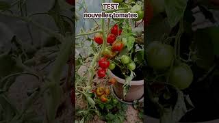 Test nouvelles tomates incroyables #potager#jardinagebio tomates