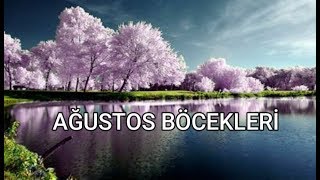 AĞUSTOS BÖCEKLERİ