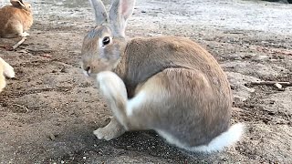 Unfortunately, a rabbit with short legs