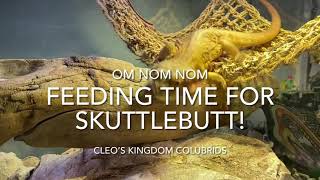 Mealtime for Skuttlebutt!