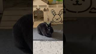 just a cutie bunnyrabbit doing cutie bunny rabbit stuff