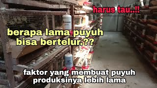 berapa lama puyuh bisa bertelur..?