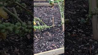 Sprouts is ready for Christmas 2023#grow#garden #food #trendingshorts #viral