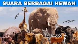 Efek Suara Berbagi Macam Hewan | Animal Sharing Sound Effects