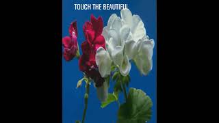 TOUCH THE BEAUTIFUL, FLOWERS ARE BLOOMING!!!! #relaxingmusic #meditationmusic #bloomingflowers