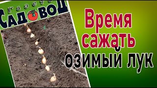 Время сажать озимый лук