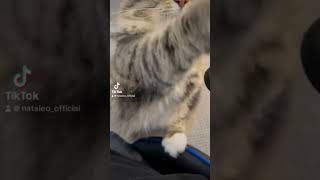 Mom!give me snack#cute #funny #cat #catlover#pet#snacks#reels #viralvideo #trending #fyp#fypシ゚viral