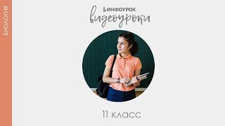 Расы и их происхождение | Биология 11 класс #18 | Инфоурок