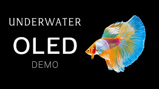 Underwater OLED Demo HDR 8k Dolby Vision 60fps l The Colors of the Ocean