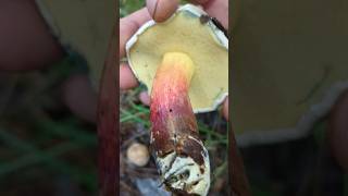 Watch the color change before your eyes! #wow #mushroom #nature #wild #outdoors #bolete #misterjeff