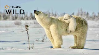 Polar Bear Love 💖Sweetest Newborn Bear Cub Clings to Mama #precious #baby #bear | Canada Wild 🇨🇦