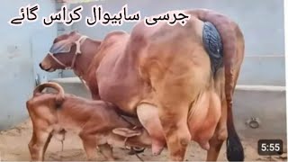 جرسی ساہیوال کراس گائے برائے فروخت ال پاکستان ان یوٹیوب 9/3/2024