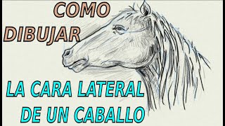 Como dibujar rápida y sencillamente la cara lateral de un caballo...##2020