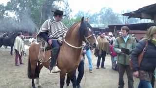 Caballos chilenos criadero Taitao y Muticura.