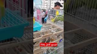 دواجن زينة وطيور زينة وحمام بسوق القريعة