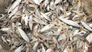 In the late night I caught delicious prawns with a net in the Sundarbans river | Costal Area Fishing