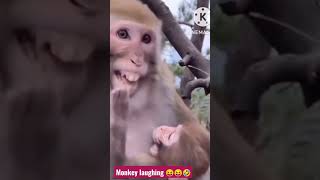 Monkey laughing 🤣😅🤣#shortsvideo #short#animallover #shortfunnyvideo #monkey#monkeycomedyvideo