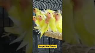 Latino pathy / Cocktail Finches/ Yellow finches #birds #ytshorts #birdslover #finches #parrot