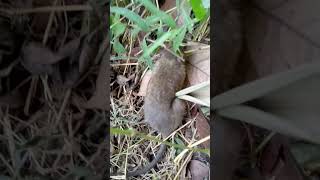 Tikus Sawah mabok #rats