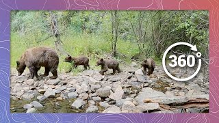 Black Bear with Cute Cubs in the Wilderness - Episode 4 | Wildlife in 360 VR