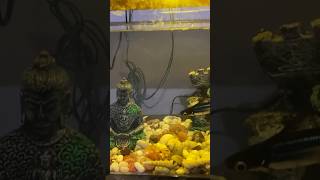 #relaxing #relax #relaxingmusic #blogger #shortvideo #shorts #aquarium #meditation #spiritual #viral