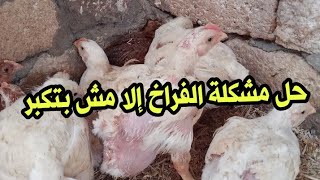 حل مشكله الفراخ الضعيفة في أربع مكونات هتوصل وزن فراخك أربعة كيلو في.....