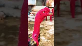 Japanese assel Rooster #youtubeshorts #asselmurga