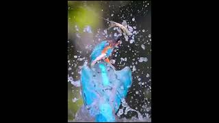 Amazing bird rushed to the water to catch fish