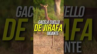 ¡Esta GACELA es una JIRAFA 🦒! #animales #curiosidades #jirafa #cuello #fauna