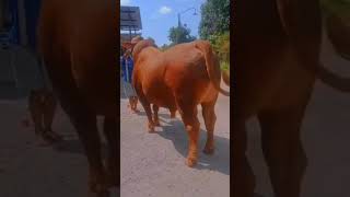 GILA SAPI DENGAN LATO-LATO PUNDAK PALING BESAR DI INDONESIA