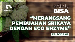 KAMU BISA Episode 67 "Merangsang Pembuahan Srikaya Dengan Eco Enzyme"