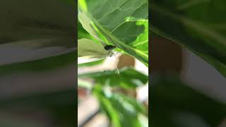 Small White Lays an Egg (Slo Mo)