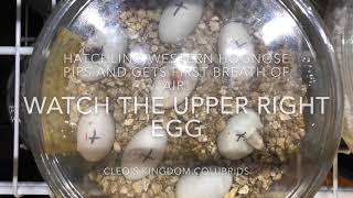 Watch a Baby Hognose Pip Through the Egg and Take Its First Breath!