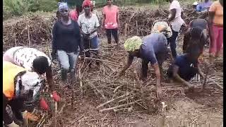 Give Them Aid Agriculture Farming Activities phase two