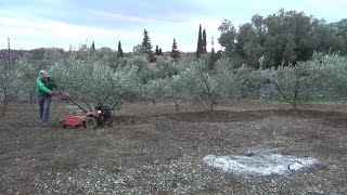 Φρεζάκι τις ελιές μου χειμωνιάτικα