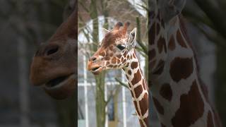 #Giraffe at #Blijdorp #Zoo #Rotterdam Filmed with #Sony #A6700 and the FE 200-600 lens #fyp #nature