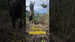 Pangayo - Collecting firewood #simpleliving #indigenouslife #bukidnon #countryliving