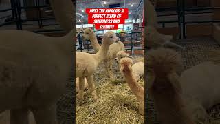 Meet the alpacas: a perfect blend of sweetness and serenity #alpacas #cne2024 #animallover #kids