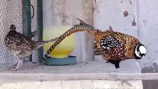 Reeves Pheasant Pair , Pheasant Farming , Birds Pheasant Most Amazing Pheasent